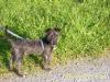 Yacko sucht dringend ein Zuhause !