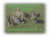 LesLoups - Hundeschule im Saarland