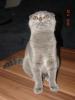 Scottish Fold/  Fahltohrkitten mit Papieren 