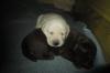Labrador Retriever Welpen abzugeben