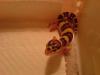 Leopardgecko NZ 2010 suchen ein neues Zuhause..