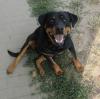 ROTTI-MÄDCHEN 1, 5 J  sucht liebevolles ZUHAUSE