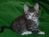 8 Wochen altes Maine Coon/  Norweger Katerchen sucht Dosenöffner
