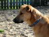 Emil   Mischling   sucht dringend ein Zuhause  