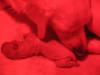 Wunderschöne Golden retriver Welpen abzugeben