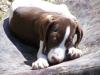 Fibi- Traumhund sucht Traumzuhause