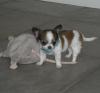 süße Chihuahua Welpen