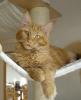 Roter Maine Coon Kater, ein absoluter kleiner Schmusebär