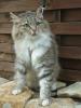 Norwegische Waltkatze Perser Mix Dame sucht neues zu Hause