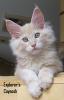 2 MAINE COON Katerchen in blue/ cream,  *04.7.10,  geimpft,  gechipt,  Stammbaum, 