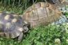 1.2 NZ 2002 Testudo marginata und Babys Schildkröten