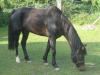 Deutsches Reitpony