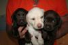 Labrador Welpen