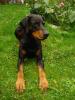 Liebevolle private Hundebetreuung mit Familienanschluss