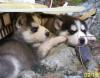 10 Huskywelpen,  Siberian Husky Welpen,  sibirische