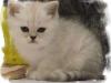 2 Exotic Shorthair Jungs in Silver shaded