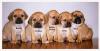 Pugglewelpen ,  nur noch 4 zu haben !