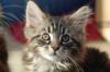 Maine Coon Babies Otto, Olivia, Oskar und Ollie...