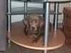 silberne labradorwelpe