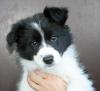 3 wunderschöne Border Collie Welpen aus kleiner VDH Zucht!
