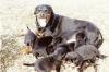 Super süße Rottweilerwelpen