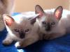 Thaikatzen,  traditionelle Siamkatzen Babys suchen neuen Verwöhner