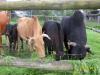 Verkaufen 5 jährigen Zwerg Zebu Bullen Bruno,  sowie eine Kuh und ein Kalb