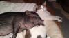 schweinchen maggy sucht ein neues zuhause