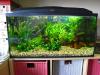 Aquarium 80x35x40 cm,   112 l Fassungsvermögen KOMPLETT