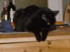 Katzen in liebevolle Hände abzugeben    