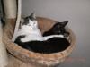 2 süße Katzen/ Kater suchen Freigang