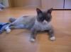 Maine-Coon Mix Kater
