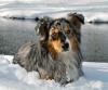 Australian Shepherd Deckrüde,  o.P.