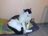 Katze Kater wird immer noch vermisst!!! 100 Euro Belohnung!!!