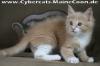 Maine-Coon-Mädchen KELLY (creme tabby/ white),  Hamburg