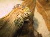 4 Leopardgecko-Weibchen