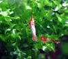 Red Rili Garnele,  Zwerggarnele (Versand/  Abholung)
