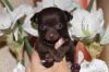 Russische Toy - Terrier   MINI RÜDE  