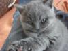 reinrassige typvolle BKH-Kitten 