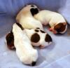 5 Reinrassige Jack Russel Welpen