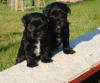 Zwei bezaubernde Tibet Terrier Welpen ( Hündin, Rüde )