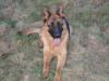 Thyson sucht ein zuhause 