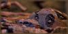 2x Boa constrictor imperator abzugeben w/ m Jg.: 2007