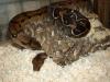 Boa c. imperator Weibchen DNZ 2005