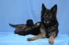 Deutsche Schäferhund Welpen (lsth.) m. Pap. – LIVE-CAM