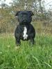staffordshire bullterrier deckrüde