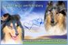 Colliewelpen (VDH/ FCI)