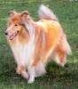 Nur noch eine Woche- Wir erwarten Colliewelpen ( VDH /  CfbrH) in gold - sable