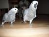 Graupapageien Babys