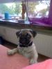 verkaufe mops welpe 5monate alt - 400€